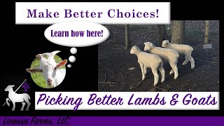 Choosing Better Lambs and Goats Made Easy Number 1 Rule to Follow [upl. by Kassia837]