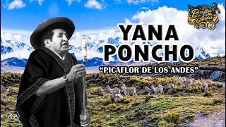 Picaflor de los Andes  YANA PONCHO [upl. by Mcgean]