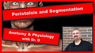 Peristalsis and Segmentation Anatomy and Physiology [upl. by Naeruat849]