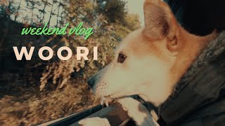 강아지 주말일상ㅣ 강아지 나들이 브이로그 ㅣdogvlog l cinematic dog [upl. by Dyraj691]