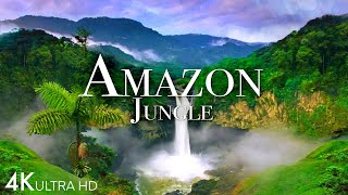 Amazon Jungle 4K  The World’s Largest Tropical Rainforest  Jungle Sounds  Scenic Relaxation Film [upl. by Imuyam]