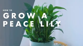 How To Care For A Peace Lily  Bunnings Warehouse [upl. by Azrim]