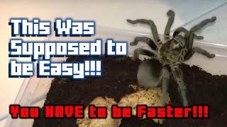 SPY Reacts Watering My Tarantulas Part 7 [upl. by Lobiv]