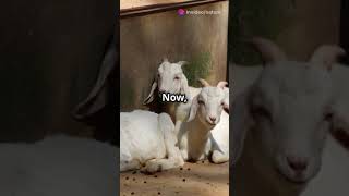 Fainting Goats The Adorable Truth Behin [upl. by Amarette]