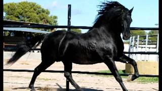 SARGENTO caballo pre Yeguada Nieto andalusian horse [upl. by Ecyaj]