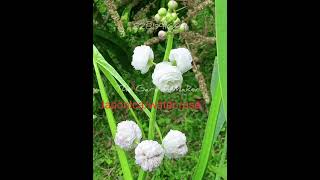 Japonica water plant now available for sale 🥰  ytshorts whiteflower naturelovers gardening [upl. by Gerstner]