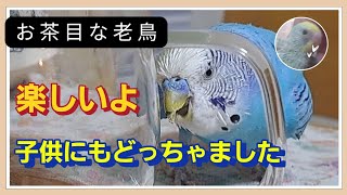 セキセイインコは12歳になっても、お茶目でした [upl. by Pantin5]