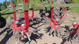 Steketee finger weeder Weeding 4000 lettuce in 8 minutes [upl. by Dyl]