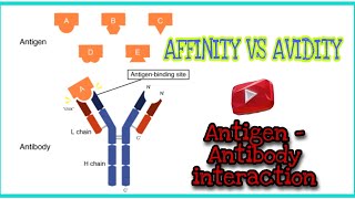 Antigen  Antibody interaction  Affinity vs Avidity  immunology video lecture [upl. by Anyk]