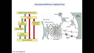 Vídeo Clase Golgi y Lisosomas parte I [upl. by Dijam]