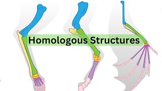 Homologous Structures [upl. by Darill]