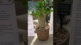 The Poisonous Pachypodium houseplants succulents gardening indoorplants [upl. by Esiuol]