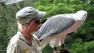 Whitebellied sea eagle [upl. by Ambrosine308]