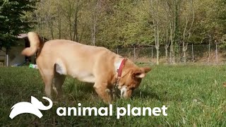 El instinto canino de enterrar objetos  Los Secretos del Mundo Animal  Animal Planet Latinoamérica [upl. by Helgeson315]