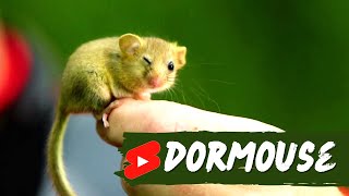 Dormouse 🐭 The Adorable Nocturnal Rodent shorts animals dormouse [upl. by Kristen]