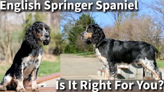 English Springer Spaniel  Is It Right For You [upl. by Ettezyl851]