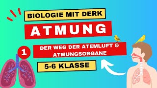 Atmung  1  Der Weg der Atemluft amp Atmungsorgane  5 amp 6 Klasse [upl. by Troc524]