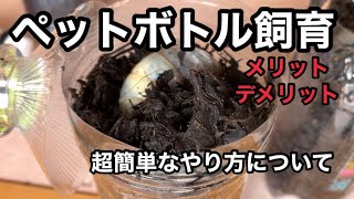 国産カブトムシ幼虫をペットボトル飼育する際のやり方とメリット、デメリット [upl. by Otsirc]