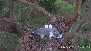 Sea EagleCAM Bielik białobrzuchy Sydney  Lady amp Dad porządki w gnieździe 2024 06 14 [upl. by Wright]