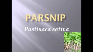 Pronunciation Picture and Scientific name of vegetable PARSNIP [upl. by Nisior936]