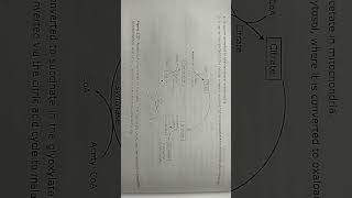 glyoxylate cycle biochemistry [upl. by Trauts573]