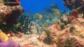 Underwater Marine Life 2 HD Collage Video  youtubecomtanvideo11 [upl. by Inhsor247]