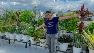 Terrace Garden 🪴  Rearrangement almost done vlog133 [upl. by Freeman]