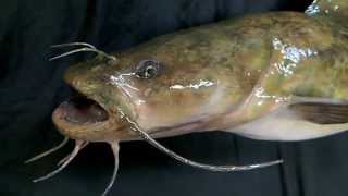 26quot Flathead Catfish Fish Replica by Marine Creations Taxidermy [upl. by Dinnage]