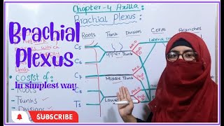 Brachial plexus anatomy  roots trunksdivisions cords and branches  muscles with nerve supply [upl. by Nitnelav]