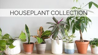 MY HOUSEPLANT COLLECTION  12 easy amp lowmaintenance plants [upl. by Sheffie264]