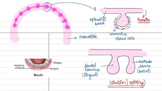 Tooth development part  1 dental lamina vestibular lamina Orban’s histology [upl. by Aleahs]