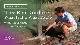 Tree Root GirdlingWhat Is It amp What to Do by Tagawa Gardens amp Mike Landers ISA Certified Arborist [upl. by Narat]