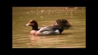 Eurasian Wigeon [upl. by Ajiak]