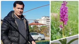 Tüm İncelikleriyle Salep Yetiştiriciliği  En Kârlı Tarım Ürünleri  Salep Cultivation [upl. by Mateya]