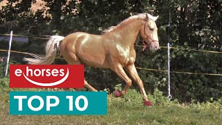 Top 10 Lusitanos Horses [upl. by Ralph]