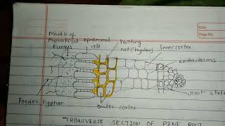 Mycorrhiza MSc and bsc botany notes [upl. by Cochran233]