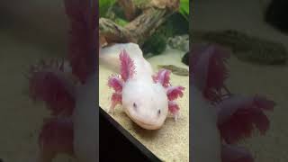 axolotllove axolotl amfibi aquarium axolotes fish fishtank animals axolotlpet [upl. by Iretak]