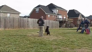 Awesome Rottweiler Training  Pak Masters Larry Krohn [upl. by Asilad]