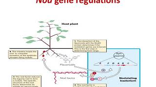 biological nitrogen fixation part 2 nod genes and nodule formation [upl. by Dolan114]