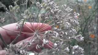 Growing and harvesting Fennel herb [upl. by Mahalia]