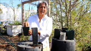 How to plant a Moringa Seed amp Best Growing Conditions for Moringa [upl. by Suilenroc]