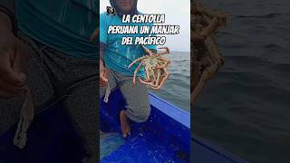 Mira lo que pesco 😲 ¿Sabias que hay centolla en el océano Pacífico pescadefondo centolla pesca [upl. by Wake812]