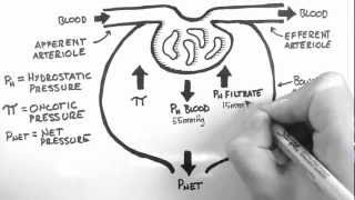 Forces of Filtration [upl. by Ferdinande]