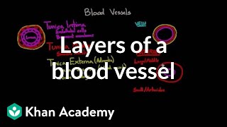 Layers of a blood vessel  Circulatory system physiology  NCLEXRN  Khan Academy [upl. by Navets]