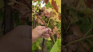 Good Periderm Development on Grape Shoots in the Fall [upl. by Breana566]