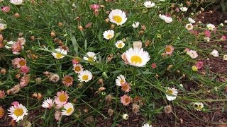 Shearing Plants to Encourage Flowers or Foliage by The Gardening TutorMary Frost [upl. by Audras565]