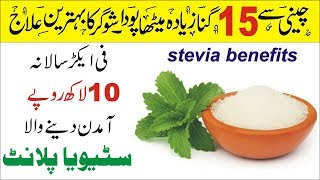 How to Grow Stevia Plant  Stevia Health Benefits Urdu Hindi [upl. by Korney498]