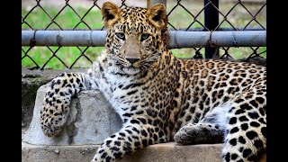 Зоопарк Ташкента  Tashkent Zoo [upl. by Niar855]