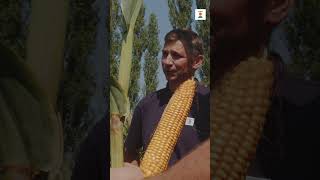 🌽Mierzenie kolb na targach AGRO SHOW🌽 [upl. by Chloras]