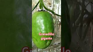 Granadillo gigante [upl. by Materi]